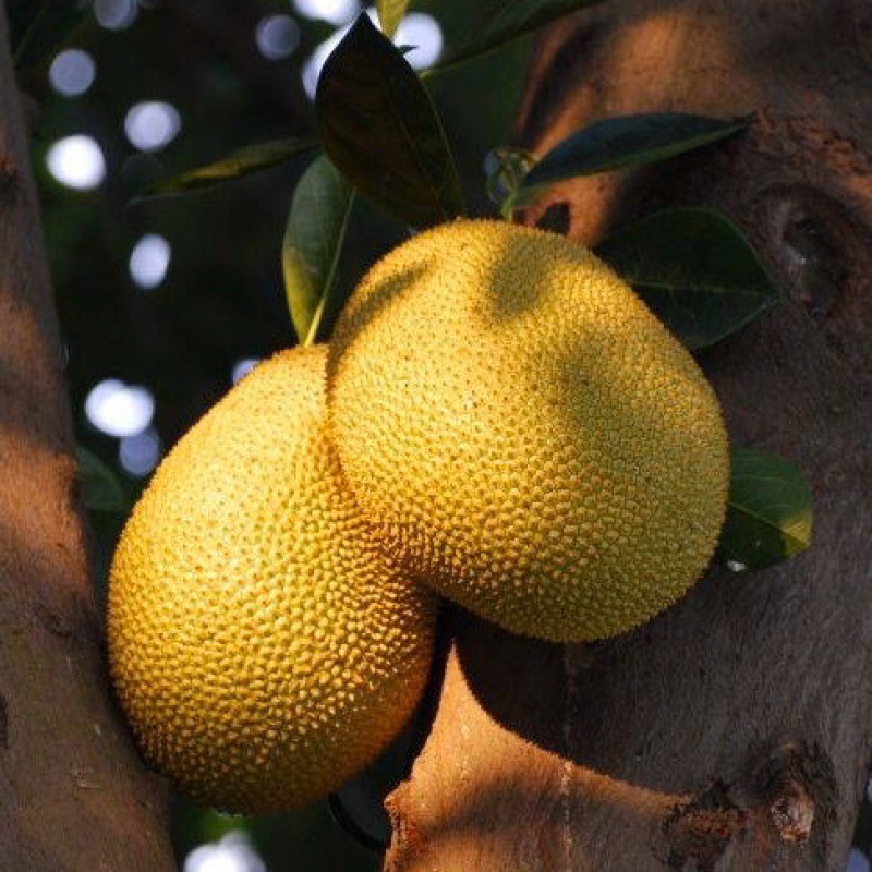 热带水果菠萝蜜