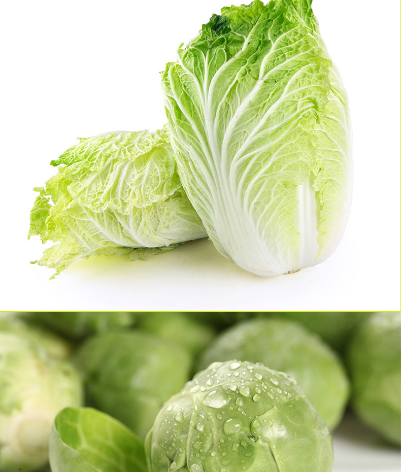 蔬菜基地发货各类小白菜种子大白菜籽 阳台菜园四季播种白菜种子