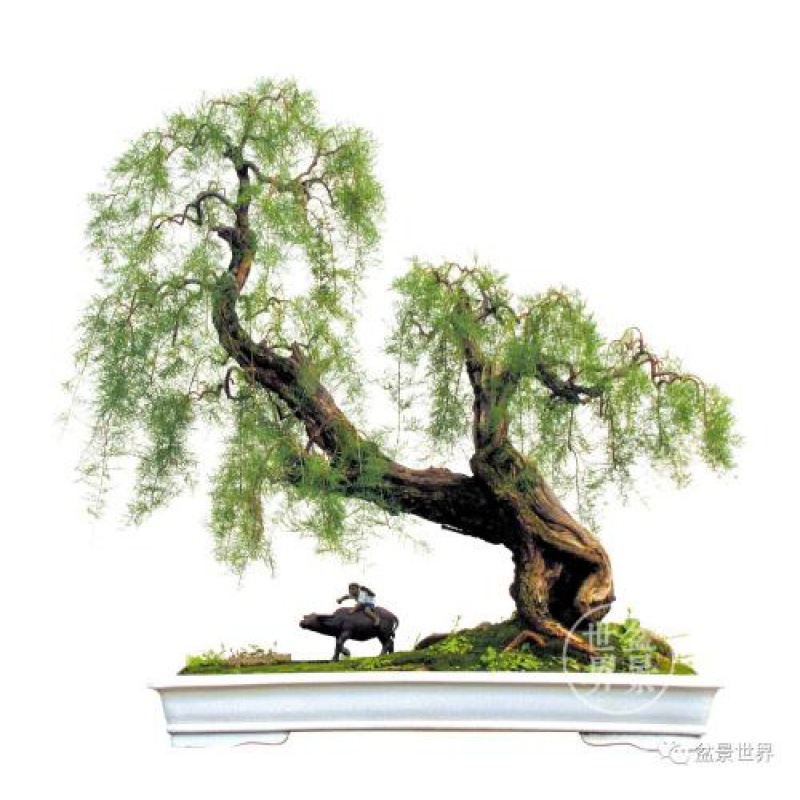 柽柳盆景怪柳观音柳三春柳红柳景观盆栽微型绿植园艺庭院阳台a组