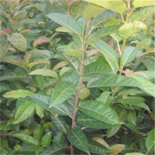 基地批发黄葛树树苗庭院造景绿植盆栽地栽