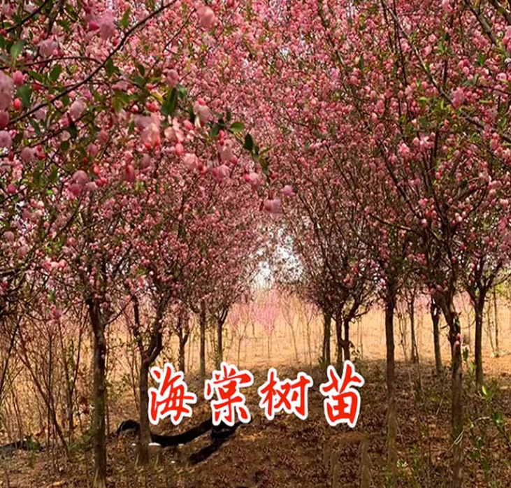 一件代发庭院西府海棠苗垂丝海棠庭院种植苗木海棠花树苗包邮