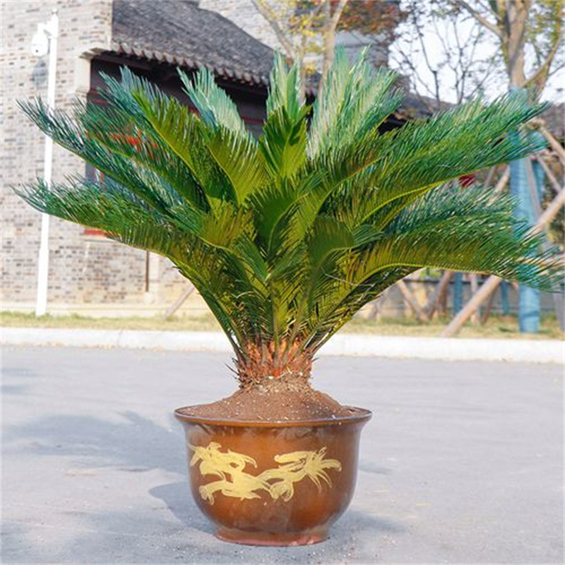 大型室内外盆栽铁树盆景苏铁客厅盆栽四季常青耐寒绿植庭院包邮