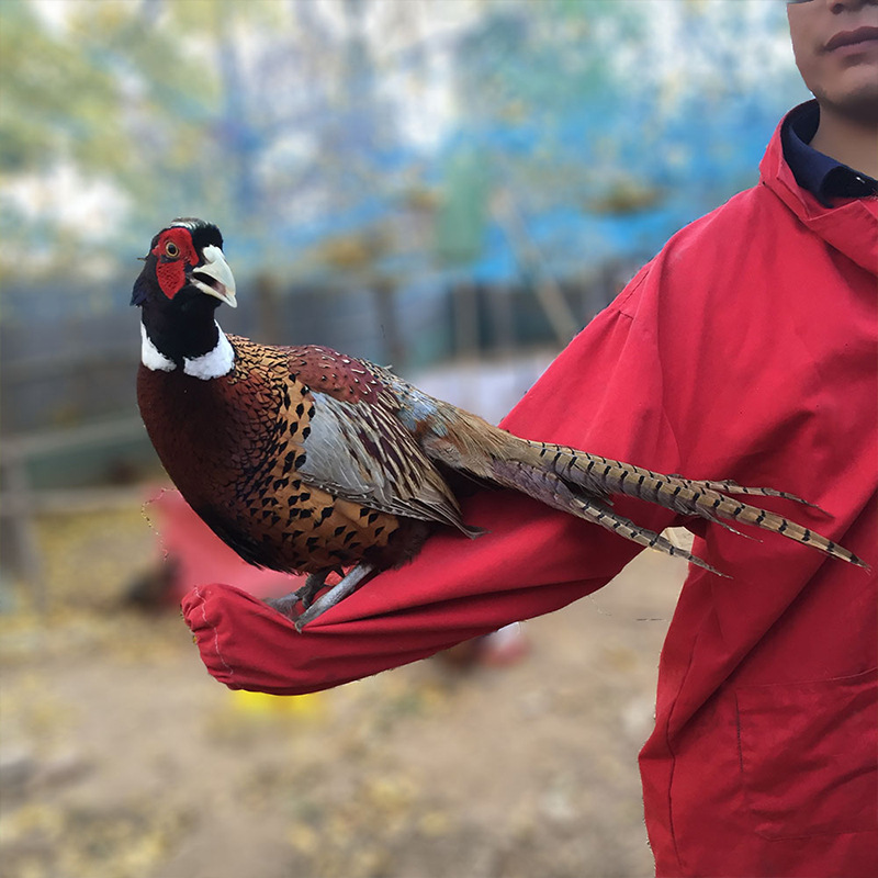 现货供应七彩山鸡成年种公色泽鲜艳价格不高一对即可包邮