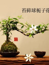 苔藓球小叶栀子花盆景室内茶桌办公桌绿植摆件禅意中式小盆栽植物