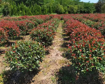 一件代发红叶石楠球树苗庭院耐寒别墅地栽红罗宾小苗篱笆墙绿化苗