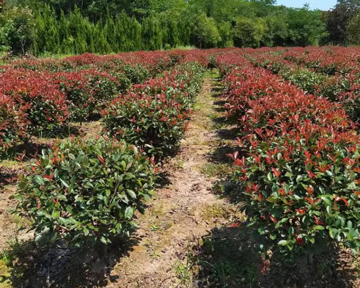 一件代发红叶石楠球树苗庭院耐寒别墅地栽红罗宾小苗篱笆墙绿化苗