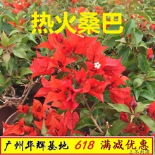 勤花正红热火桑巴三角梅爬藤植物盆栽带花盆客厅庭院四季开花包邮