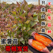 红薯苗秧烟薯蜜薯糖心红薯苗种西瓜红紫薯板栗山芋番薯地瓜秧苗