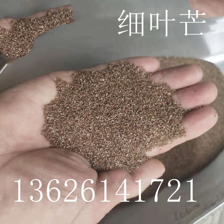 批发细叶芒种子 细茎针芒草 又叫细叶针芒
