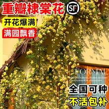 棣棠花重瓣花苗盆栽庭院室内外地栽爬藤植物耐寒攀援花卉四季开花