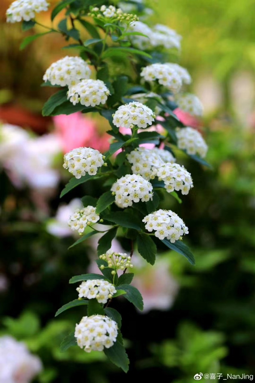 小手球花手球叶云南鲜花批发基地直发直批产地直销家庭插花鲜切花