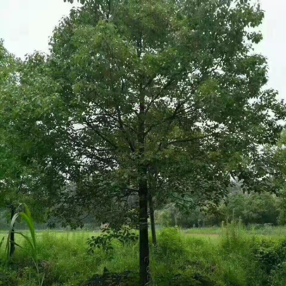 四季常青香樟苗香樟树苗香樟小苗小叶香樟苗品质好樟树苗经济苗木-阿