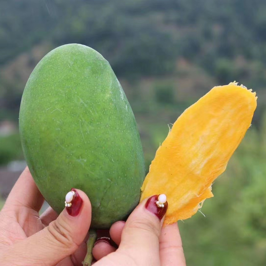 芒果现摘攀枝花椰香芒果当季新鲜孕妇水果自然熟鸡蛋芒9斤代发
