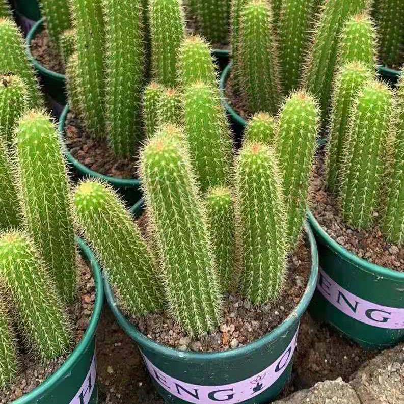 家居植物花卉盆栽 仙人球多肉植物盆栽 彩舞柱