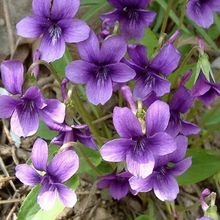 紫花地丁种子苗耐寒耐阴四季阳台盆栽花草种子苗易种活地丁紫花苗