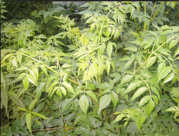 新采苦楝种子绿化行道林木苗木树种子高芽率-阿里巴巴