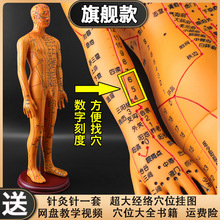 中医针灸穴位人体模型十二经络图铜人体穴位模型人全身小皮人