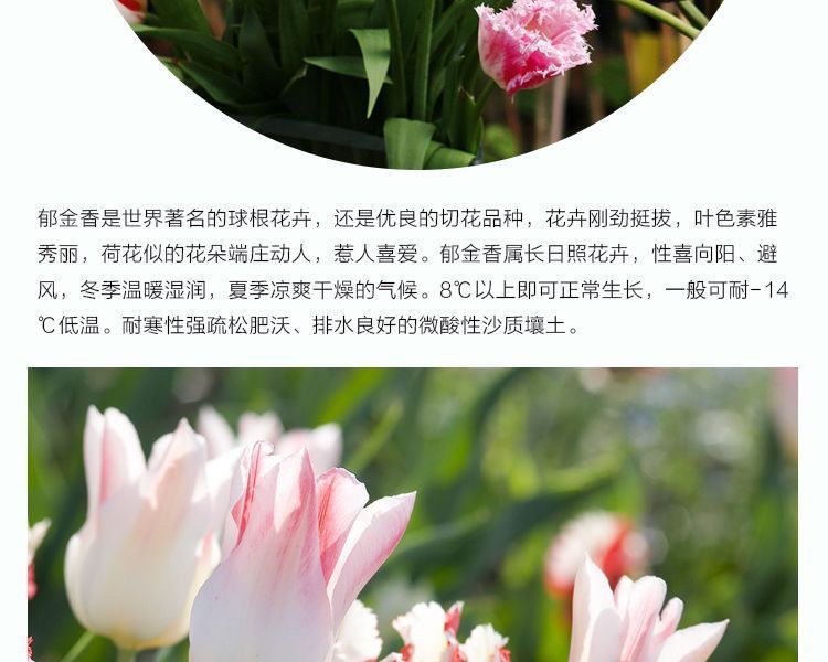 一件代发荷兰正品进口大球郁金香水培种球花种子秋冬季耐寒庭院室