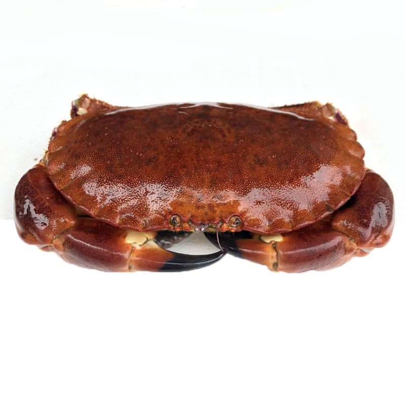 3只包邮生冻面包蟹大只面包蟹黄金蟹活冻冰鲜螃蟹海蟹非珍宝蟹