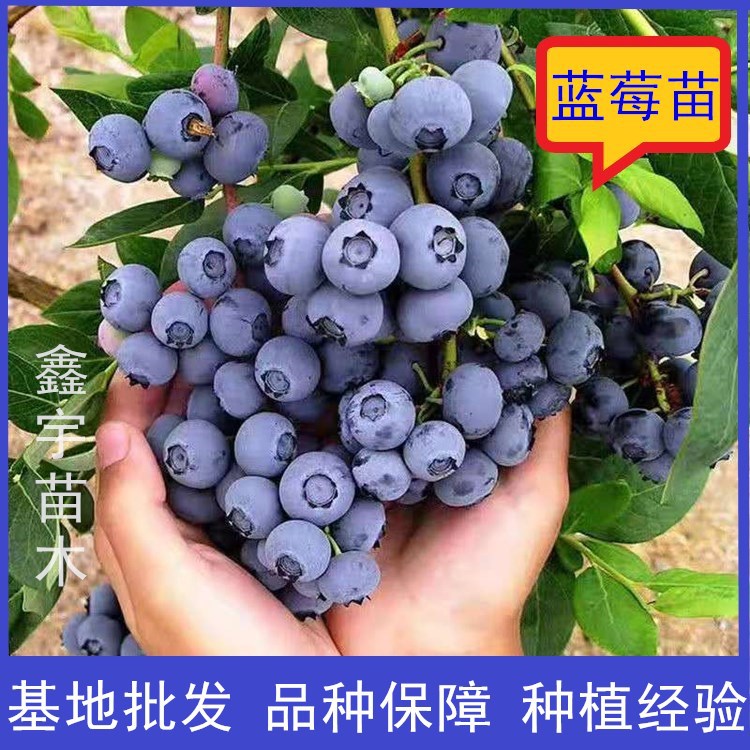 蓝莓苗基地批发蓝莓苗品种多样蓝莓树苗价格低果树苗