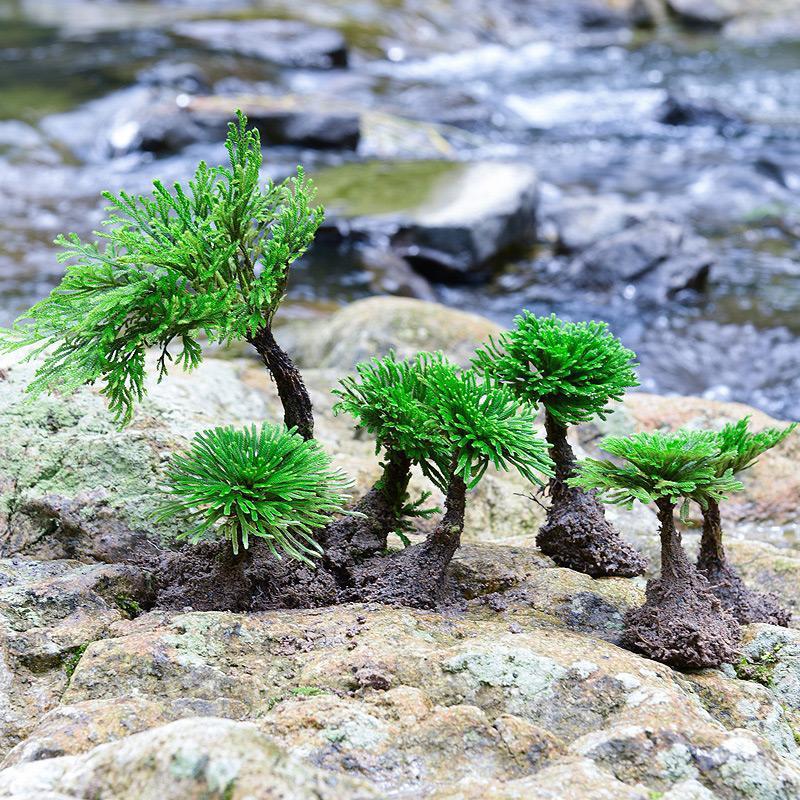 野生卷柏九死还魂草盆景假山吸水石造景绿植物花卉好养室内小盆栽