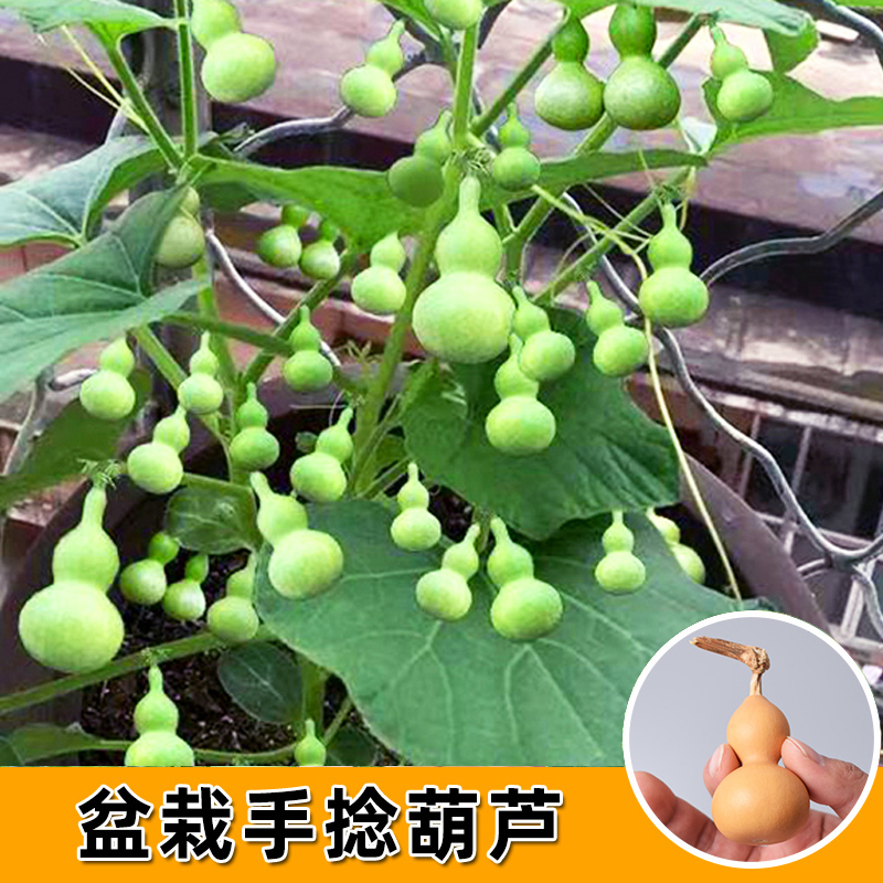 小葫芦种籽子手捻葫芦籽种大全观赏文玩春季阳台盆栽葫芦蔬菜苗
