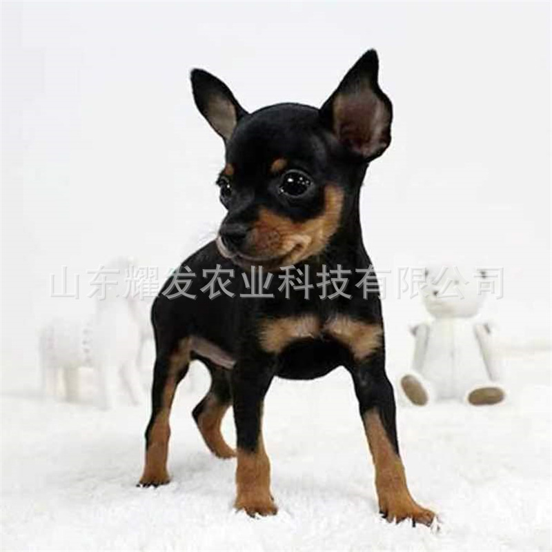 出售小鹿犬幼犬铁包金棕色迷你杜宾犬小型狗不掉毛宠物狗活体狗狗