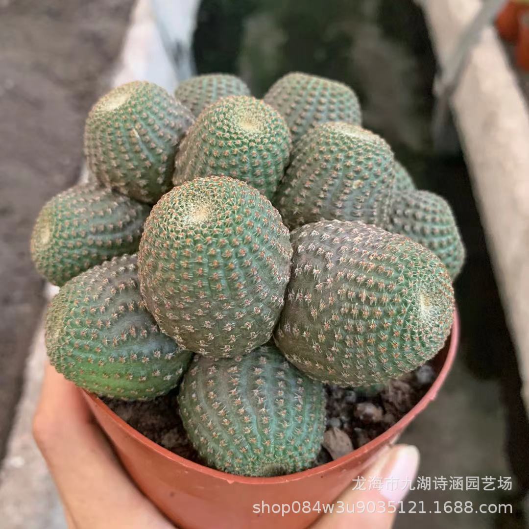 黑斜子多头仙人球批发 办公桌面绿植盆栽