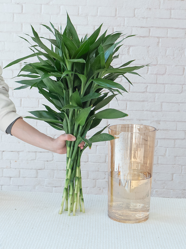 富贵竹水培植物云南基地直发真花鲜切花材插瓶水养四季绿植-阿里巴巴