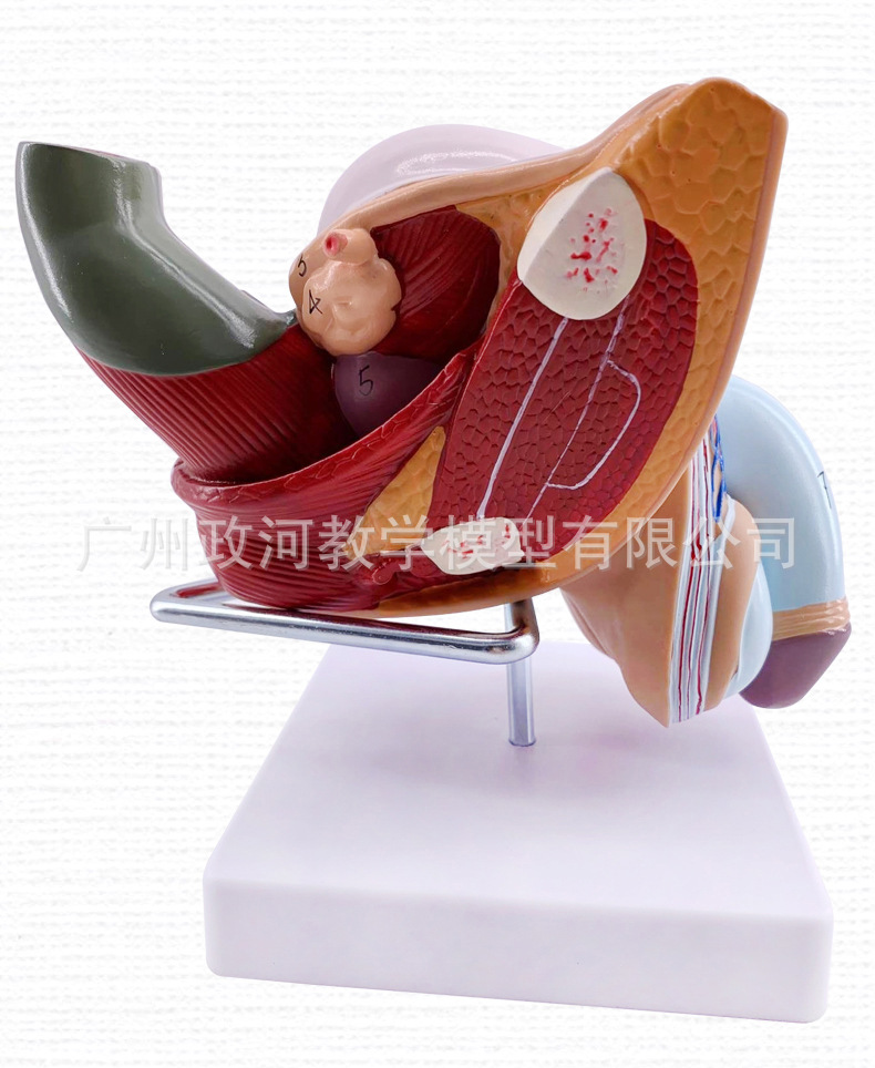 教学仿真男性生殖泌尿系统标本内外生殖模型睾丸解剖模型医疗教具