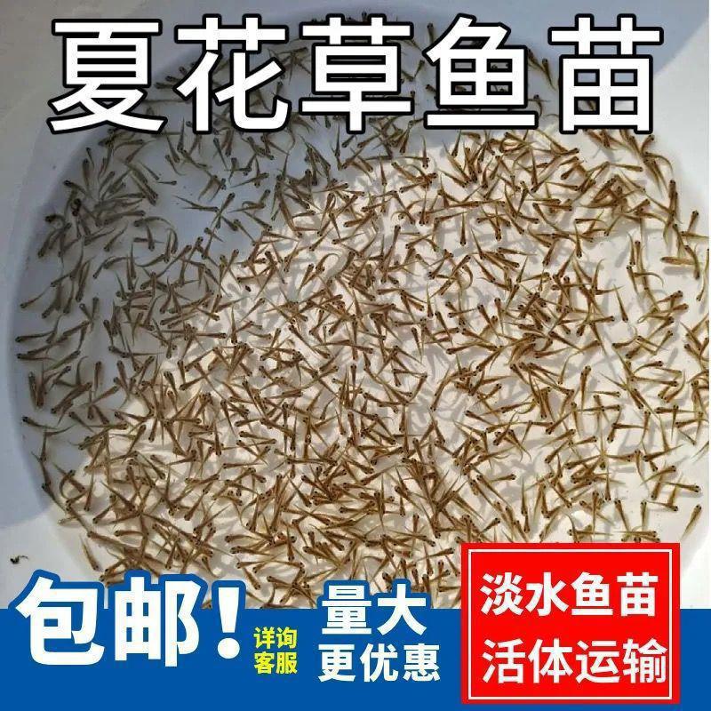 水花鱼苗批发鲫鱼鱼桂鱼大头花鲢白鲢青鱼鲤鱼武昌鱼翘嘴鱼