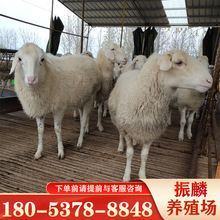 小尾寒羊价格 杜泊羊二胎繁殖率高绵羊杂交小尾寒羊 贵州养殖