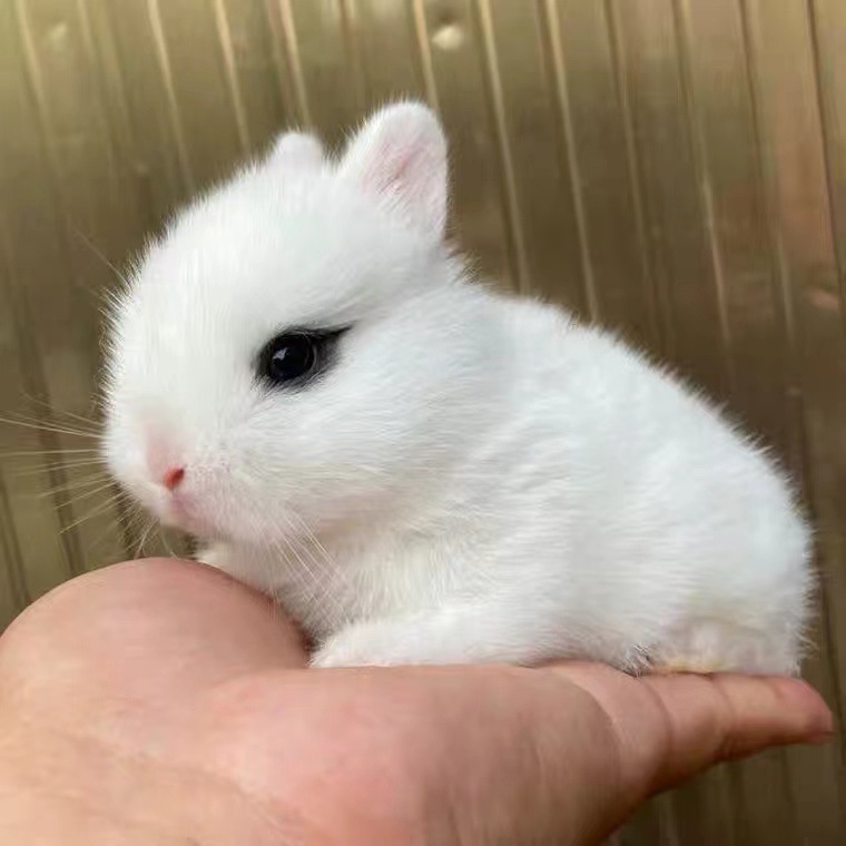 兔子活体小白兔公主兔宠物兔长不大侏儒兔家养肉兔垂耳兔活物包邮