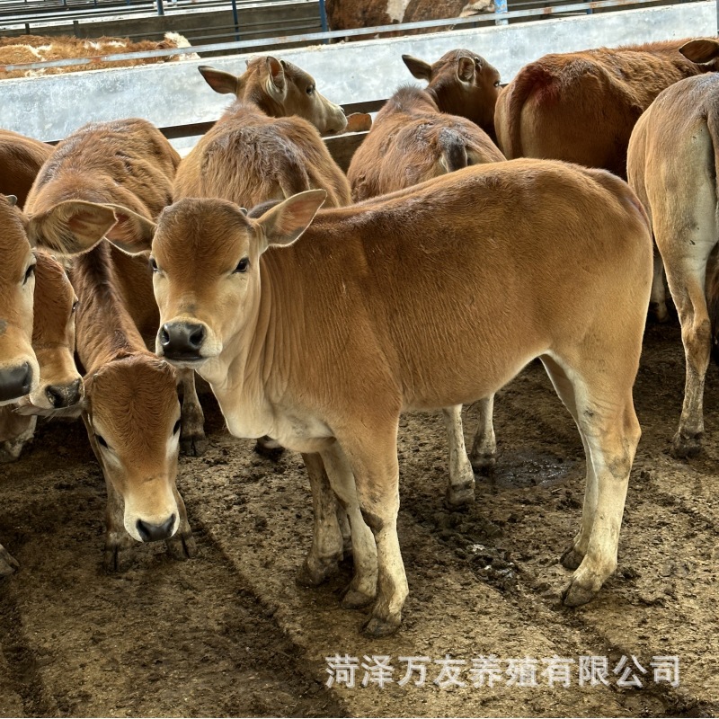 鲁西黄牛改良肉牛苗 鲁西黄牛活体肉牛犊养殖场 300斤重鲁西黄牛