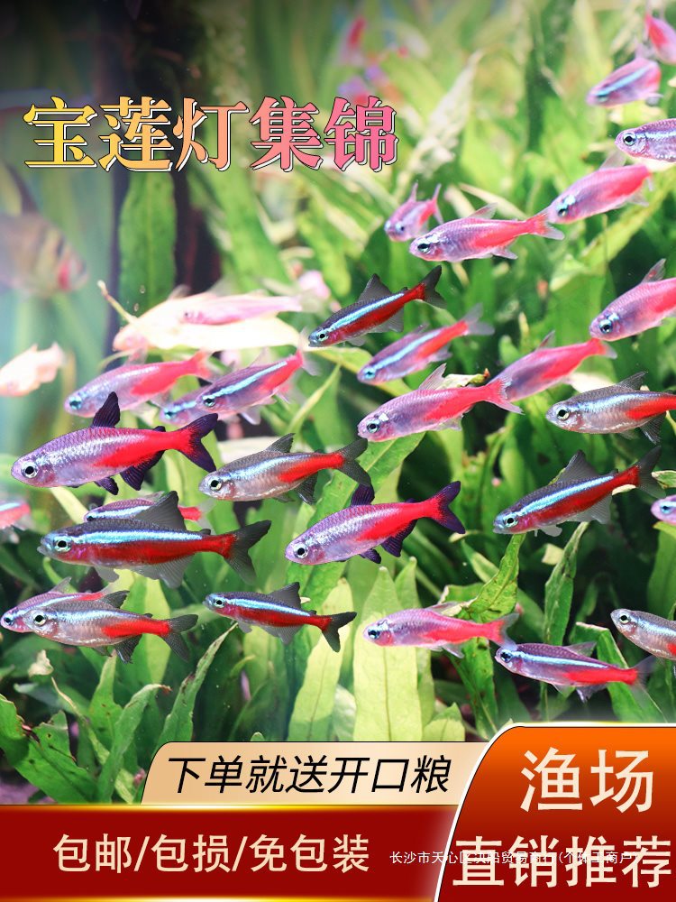 宝莲灯鱼进口大号巴西宝莲灯红绿灯科鱼小型热带观赏鱼草缸群游鱼