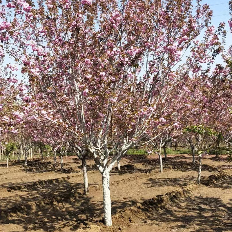 晚樱庭院绿化观花苗圃樱花苗日本樱花树苗花卉植物