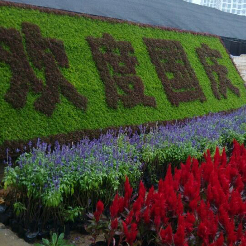 供应北京大型基地草花五一国庆花坛立体五色草组字花坛园区绿化