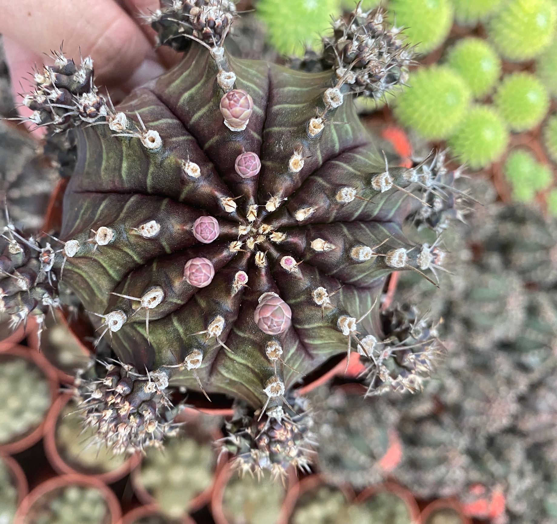 黑牡丹 落地 带侧芽 8-10厘米 仙人球批发 开花多肉盆栽 基地直发