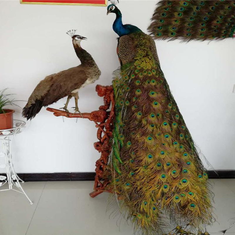 家居工艺品孔雀标本活体孔雀原毛手工制作价格不高配套实木根雕