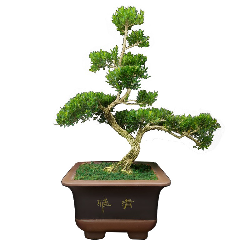 新品小叶皱皮雀舌黄杨盆景植物稀有盆栽造型名贵树苗室内小苗老桩