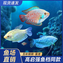 热带观赏鱼金曼龙蓝曼龙鱼热带淡水鱼好养耐活丽丽鱼包损包活小鱼