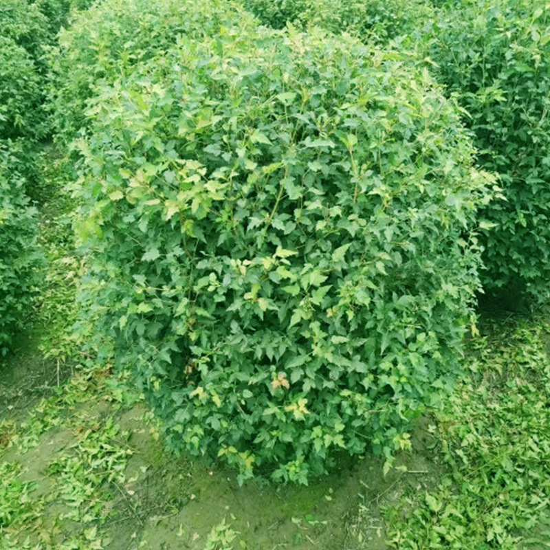 开原市联众苗圃种植基地 长期供应 丛生蒙古栎, 东北连翘 ,重瓣榆叶