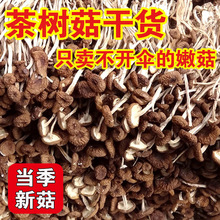 古田茶树菇不开伞茶树菇干货鲜嫩农家特产茶薪菇无硫熏批发新货