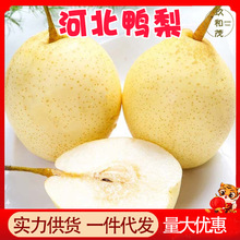 山东丰水梨新鲜9斤梨子水果当季整箱10黄皮花脆甜酥
