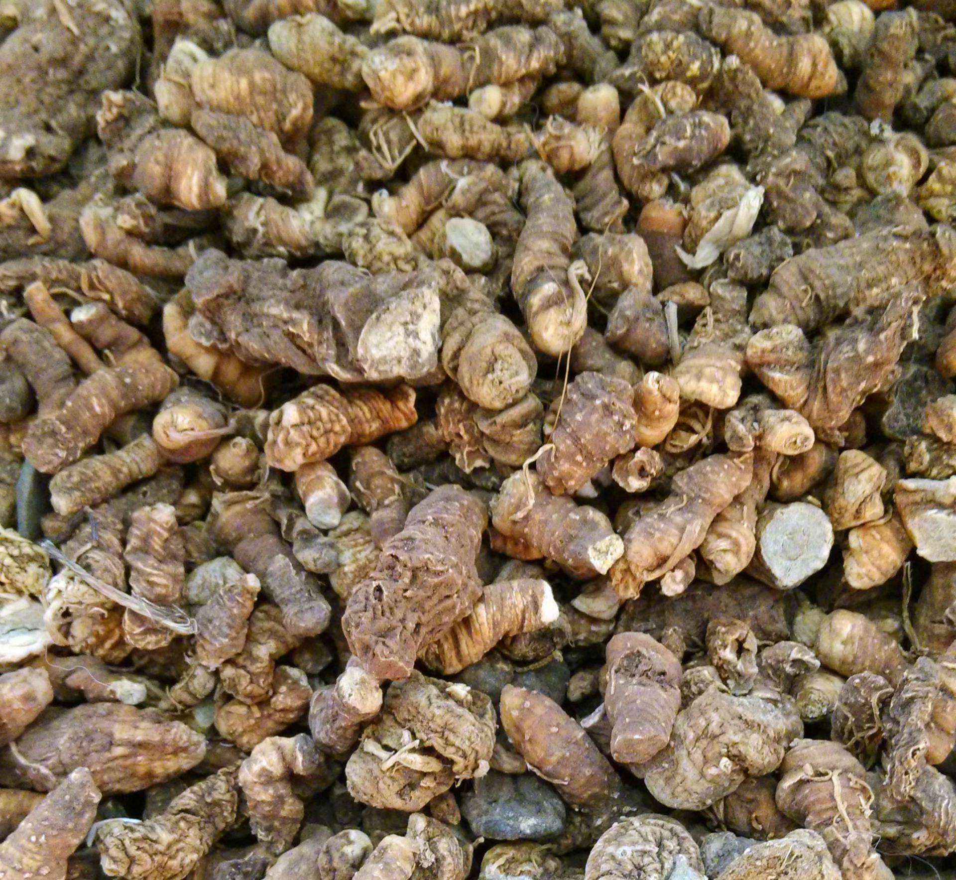 中药材重楼 国产重楼云南重楼质滇重楼七叶一枝花滇重楼独脚-阿里巴巴