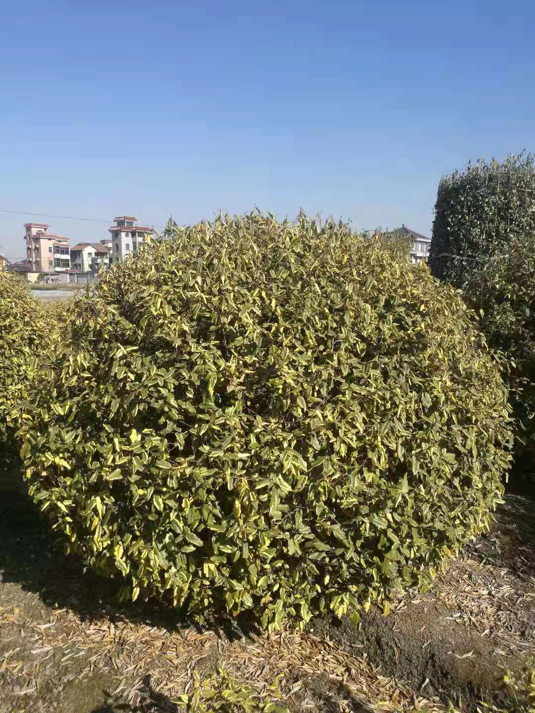 金边胡秃子球 金边胡秃子柱 金边胡秃子地栽盆栽 规格齐全