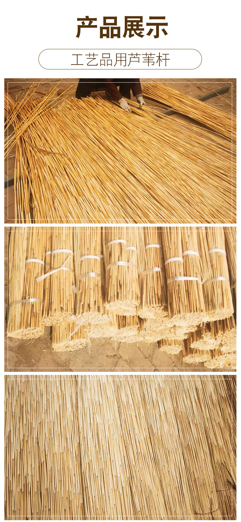 工艺品编织专用苇料 灯饰用芦苇 批发天然芦苇杆芦苇梗去皮芦苇杆