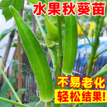 黄秋葵苗盆栽家庭阳台水果蔬菜种植四季绿植物菜种子孑籽秧苗大全