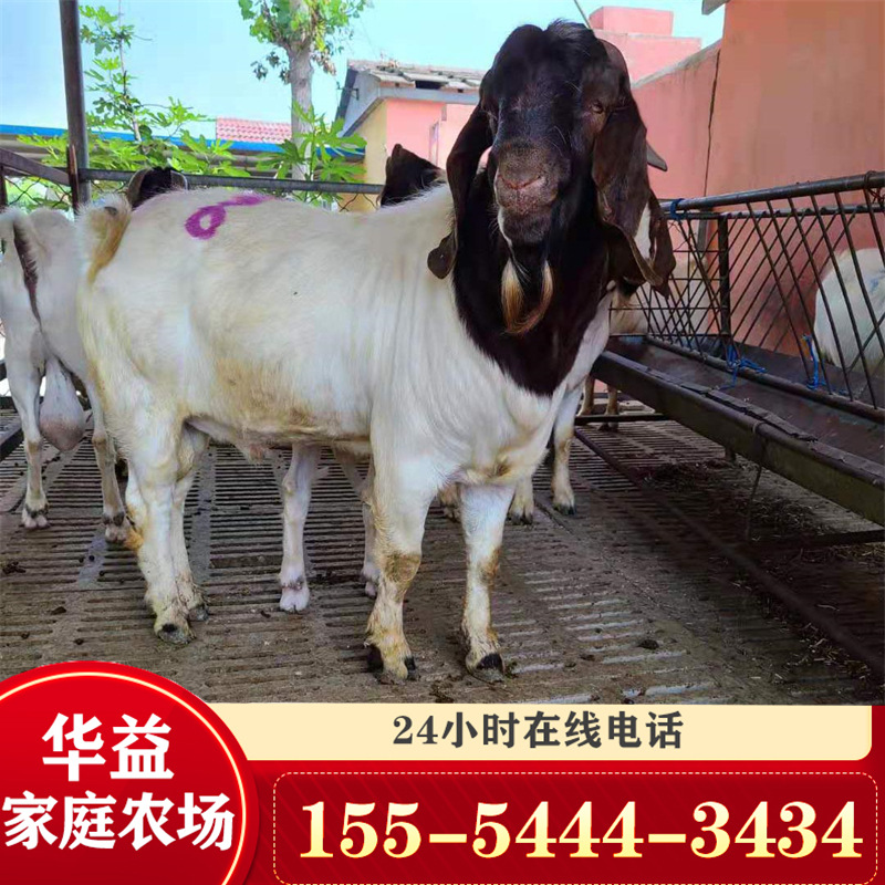 出售波尔山羊羊羔哪有卖的 羊羔 华益养殖场出售-阿里巴巴