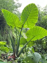 象耳芋基地直发室内大型绿植客厅大叶盆栽庭院超大叶植物跨境专供